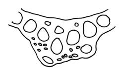 Dicranum leioneuron, costa cross-section, mid leaf. Drawn from A.J. Fife 11431, CHR 567566.
 Image: R.C. Wagstaff © Landcare Research 2018 